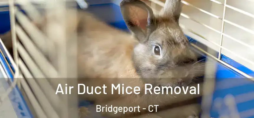 Air Duct Mice Removal Bridgeport - CT